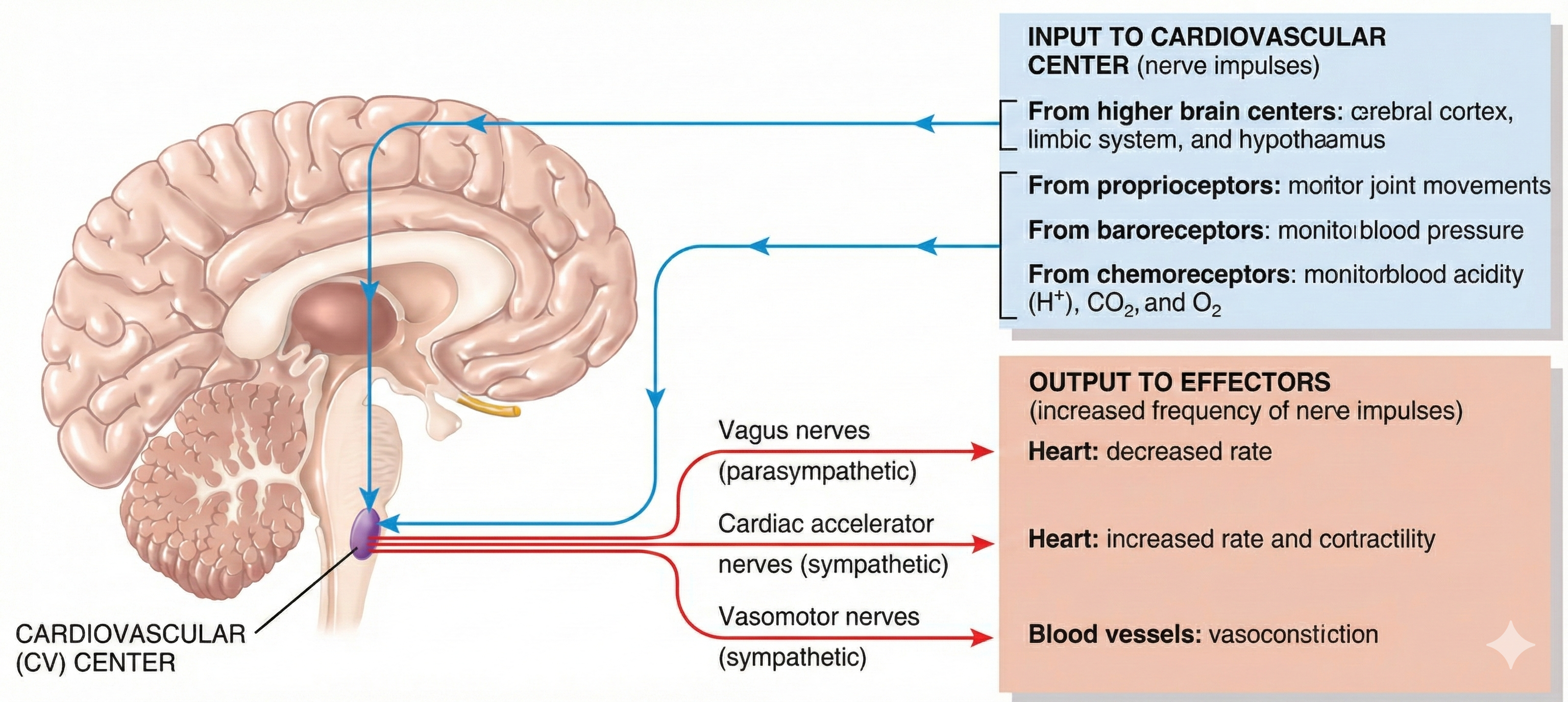 Autonomic control of the heart
